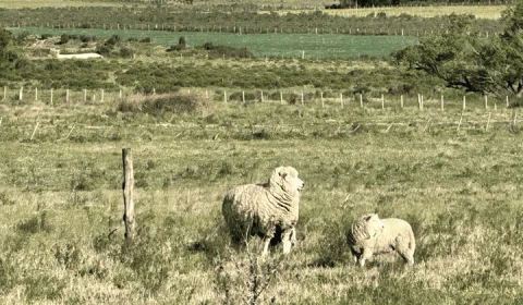 Campo en Emplame Olmos